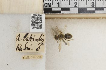 Media type: image;   Entomology 772896 Aspect: Labels